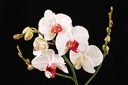 ارکیده فالانوپسیس